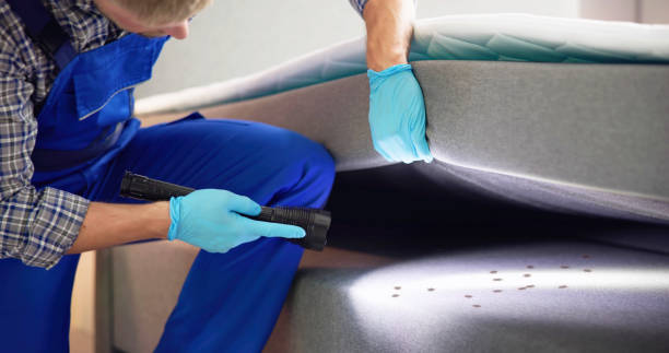 Best Wasp Removal Services  in Pinckneyvle, IL